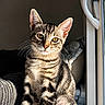 cat, kitten, tabby, striped_fur, window, sunlight, golden_eyes, pet, animal, feline, domestic_cat, curious, sitting, indoor, close_up, portrait, whiskers, ears, soft_light, background_blur