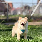 Kilian is registered to the contest to win money with this photo: dog, small_dog, fluffy, cream_colored, happy, standing, grass, outdoor, sunny, blue_harness, pet, animal, canine, smiling, daylight, fence, urban, nature, cute, friendly