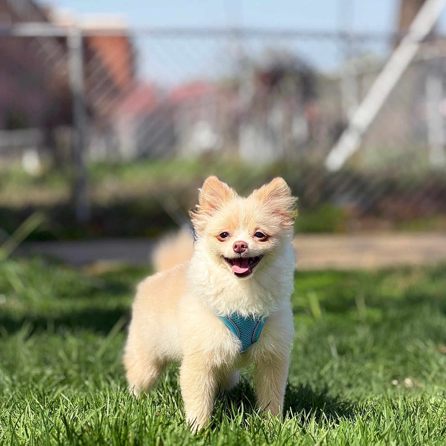 Kilian is registered to the contest to win money with this photo: dog, small_dog, fluffy, cream_colored, happy, standing, grass, outdoor, sunny, blue_harness, pet, animal, canine, smiling, daylight, fence, urban, nature, cute, friendly