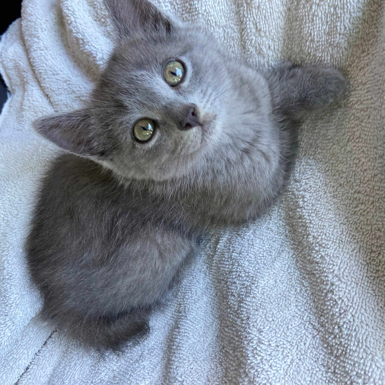 Estrellita