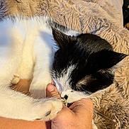 Fatz is registered to the contest to win money with this photo: animal, bite, black_and_white, blanket, cat, closeup, cozy, cute, domestic_animal, friendly, fur, furry, hand, indoor, pet, playing, relaxing, soft, touch, whiskers