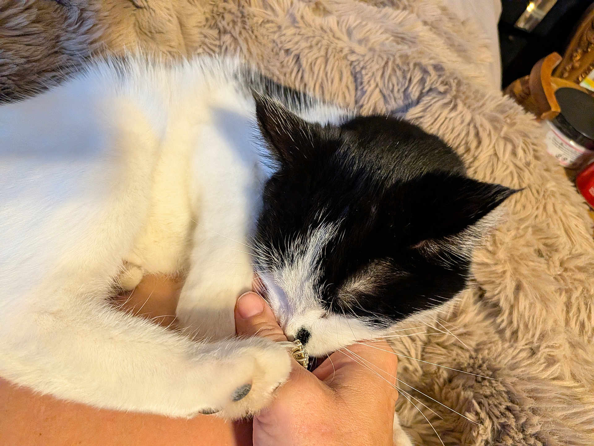 Fatz is registered to the contest to win money with this photo: animal, bite, black_and_white, blanket, cat, closeup, cozy, cute, domestic_animal, friendly, fur, furry, hand, indoor, pet, playing, relaxing, soft, touch, whiskers