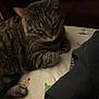 Chloe is registered to the contest to win money with this photo: cat, tabby, pet, animal, feline, indoor, bed, blanket, clothing, striped, whiskers, paw, relaxed, resting, sleepy, cute, domestic, furry, cozy, pattern