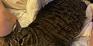 Chloe is registered to the contest to win money with this photo: tabby_cat, cat, bed, blanket, comforter, striped, feline, pet, indoor, resting, cozy, legs, human, domestic_animal, sleepy, cute, fur, whiskers, relaxed, animal