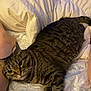 tabby_cat, cat, bed, blanket, comforter, striped, feline, pet, indoor, resting, cozy, legs, human, domestic_animal, sleepy, cute, fur, whiskers, relaxed, animal