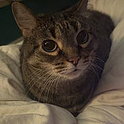 Chloe joined the competition — help win amazing prizes! cat, tabby_cat, pet, animal, feline, whiskers, close_up, bed, blanket, cozy, indoor, cute, curious, fur, sleepy, domestic_cat, soft, resting, face, eyes