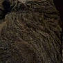 Chloe is registered to the contest to win money with this photo: cat, tabby, sleeping, fur, cozy, blanket, indoor, pet, animal, resting, closeup, whiskers, cute, feline, relaxing, comfort, soft, nap, domestic, warm
