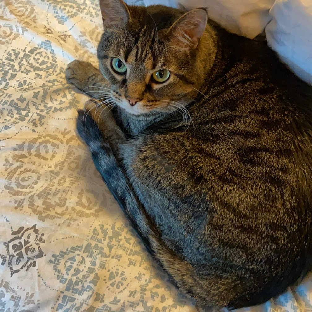 Chloe joined the competition — help win amazing prizes! animal, bed, cat, cozy, curious, cute, domestic, eyes, feline, fur, indoor, mammal, pet, pillow, relaxed, resting, sleepy, striped, tabby, whiskers