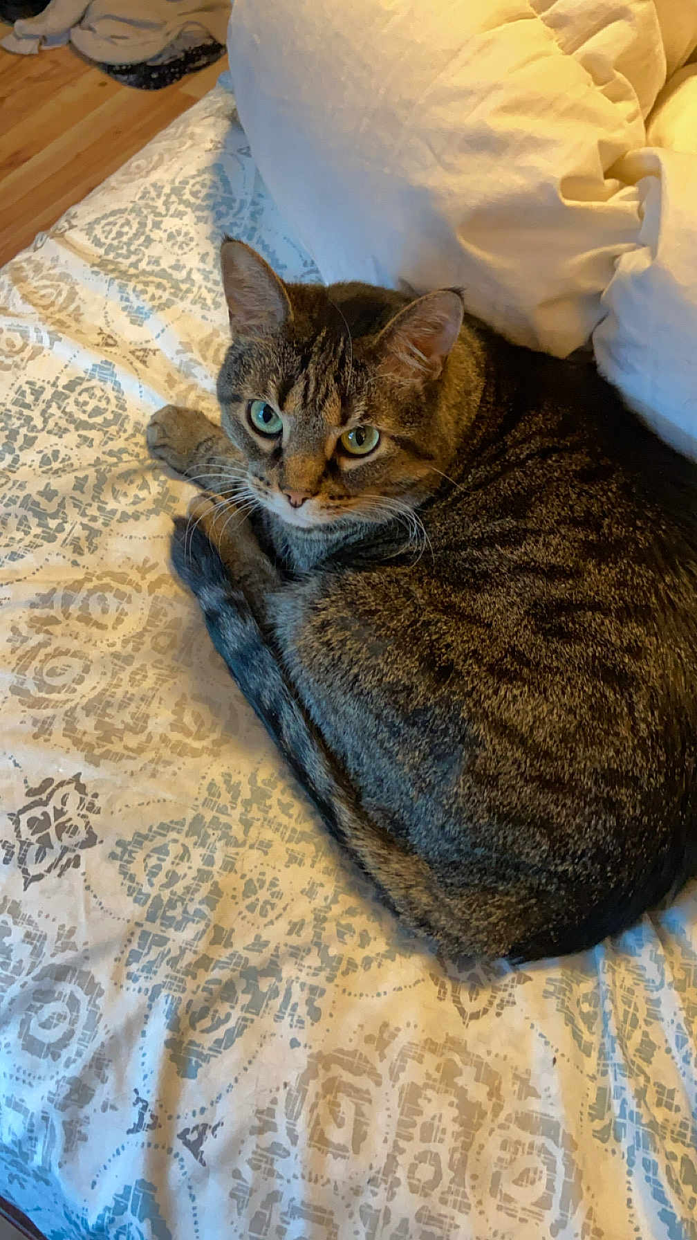 Chloe joined the competition — help win amazing prizes! cat, tabby, pet, animal, bed, pillow, fur, whiskers, eyes, indoor, resting, curious, cozy, striped, cute, domestic, mammal, sleepy, relaxed, feline