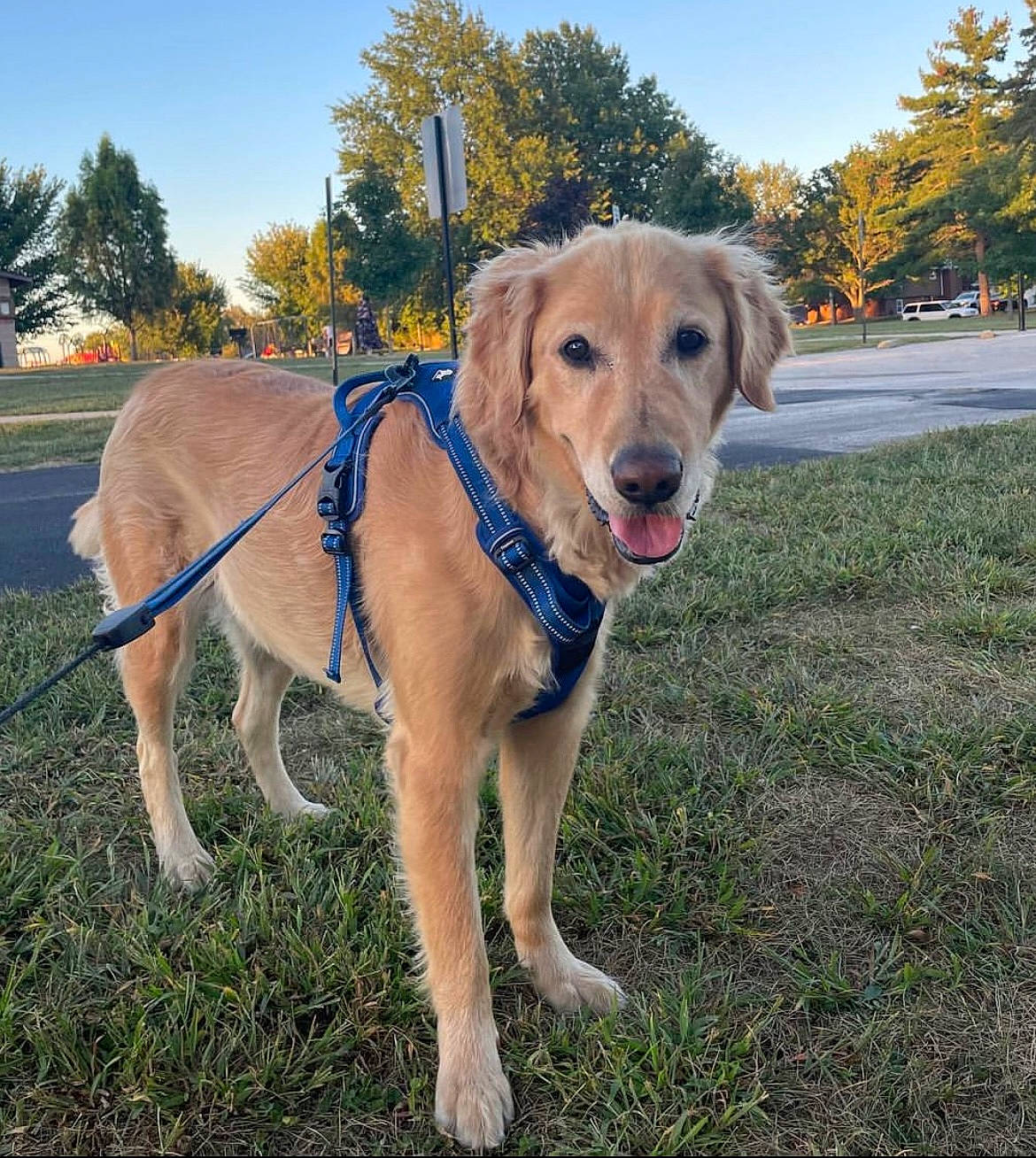 Dez is registered to the contest to win money with this photo: canidae, carnivore, collar, companion_dog, dog, dog_breed, dog_collar, fawn, grass, gun_dog, landscape, leash, pet_supply, plant, sky, snout, sporting_group, tail, tree, working_animal