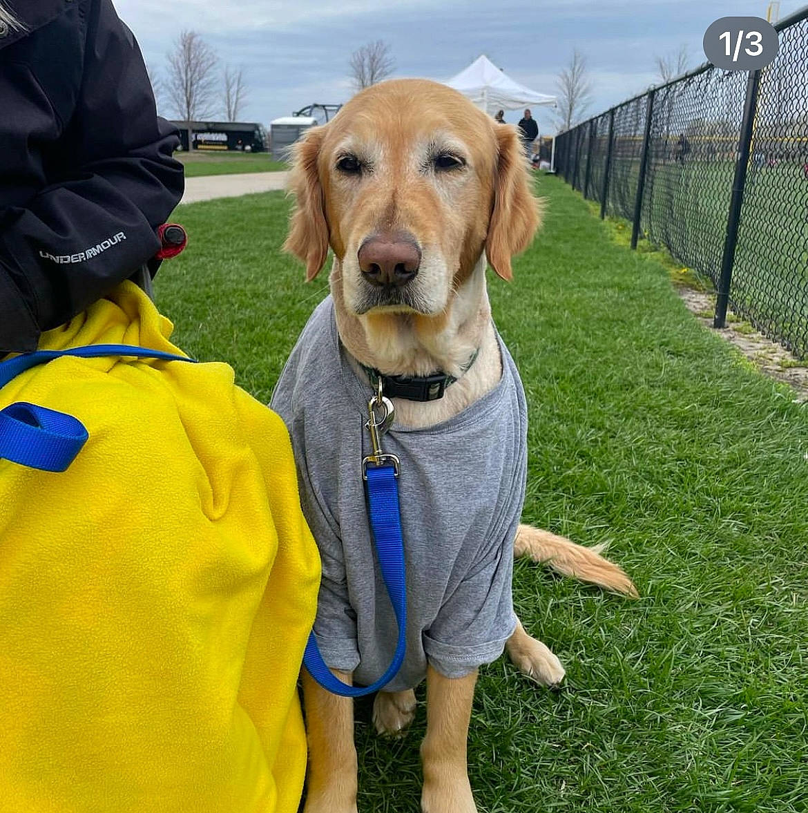 Dez joined the competition — help win amazing prizes! carnivore, cloud, collar, companion_dog, dog, dog_breed, dog_collar, dog_supply, fawn, fence, grass, leash, mesh, pet_supply, plant, sky, snout, sporting_group, tree, working_animal