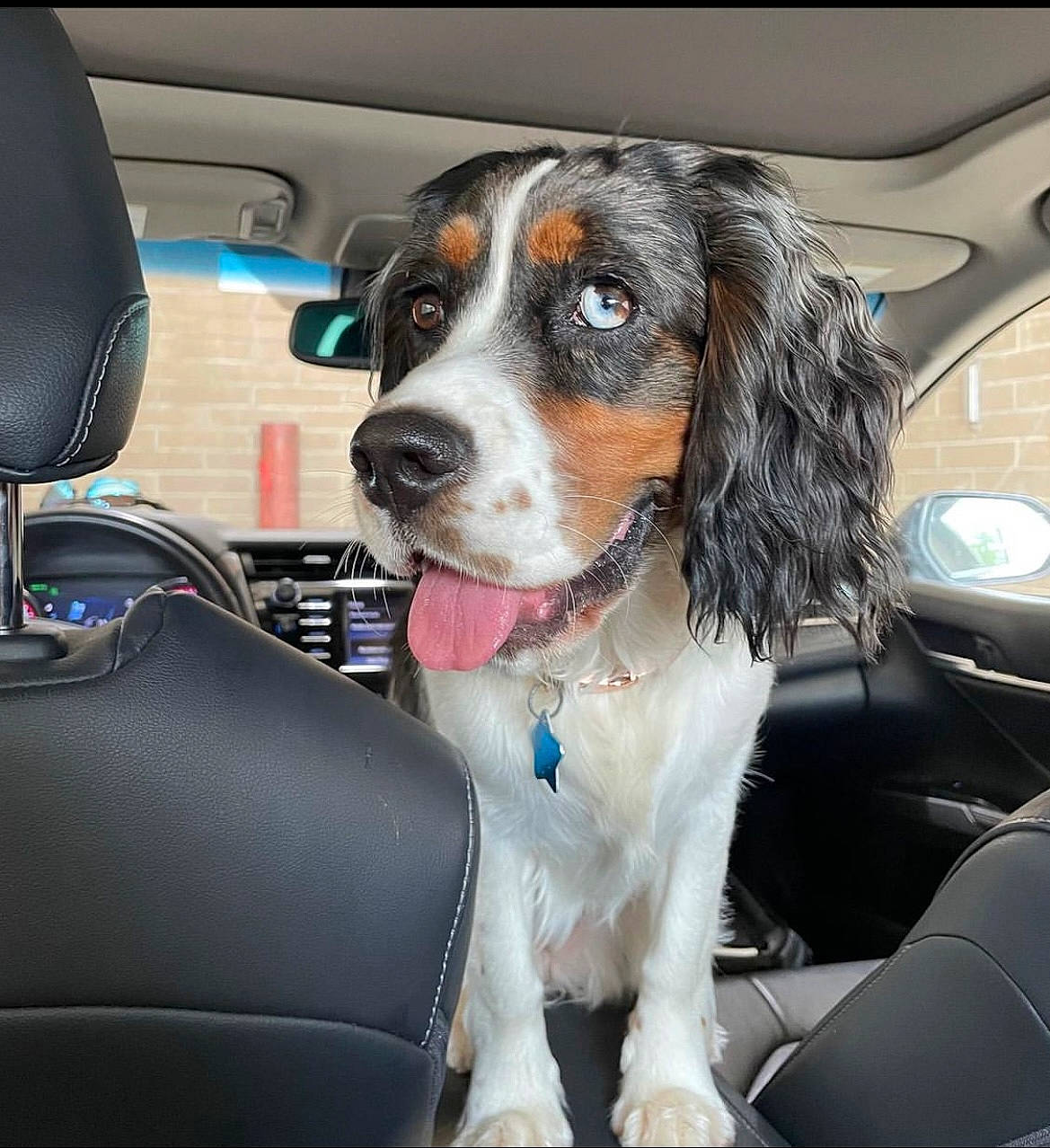 Blakely is registered to the contest to win money with this photo: auto_part, automotive_design, automotive_exterior, automotive_tire, car, car_seat, car_seat_cover, carnivore, collar, companion_dog, dog, dog_breed, head_restraint, luxury_vehicle, motor_vehicle, snout, steering_wheel, vehicle, vehicle_door, windshield