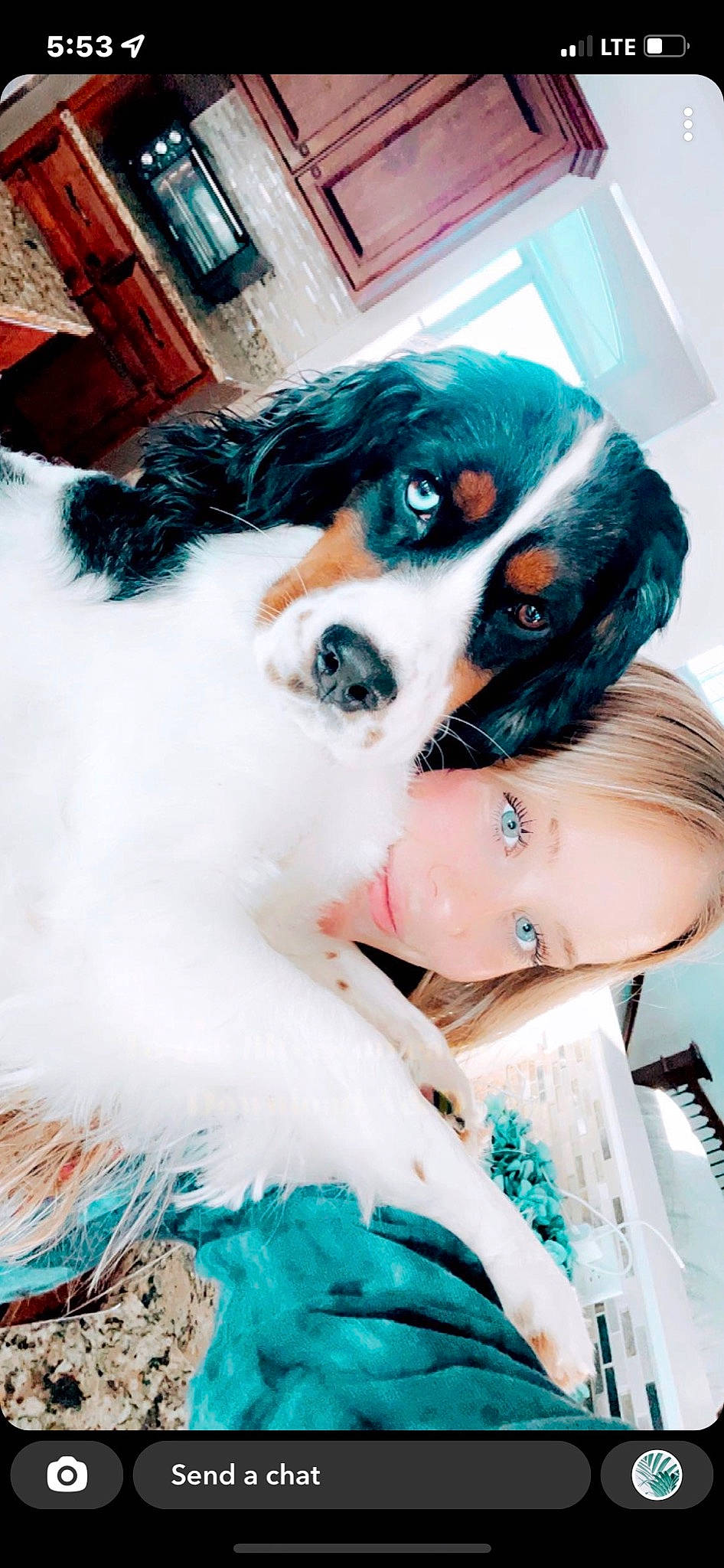 Blakely is registered to the contest to win money with this photo: black_hair, blue, carnivore, companion_dog, costume, dog, dog_breed, dress, electric_blue, event, eyelash, fawn, flash_photography, formal_wear, fur, green, happy, long_hair, toy, whiskers