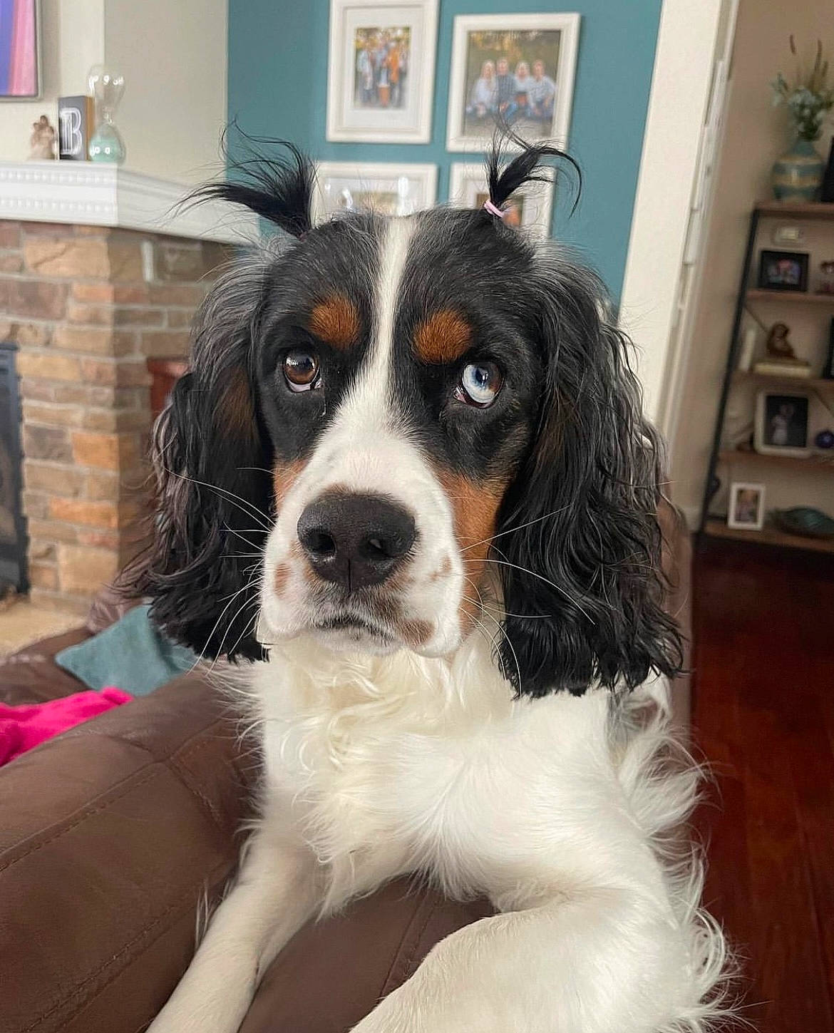 Blakely is registered to the contest to win money with this photo: ball, bored, cabinetry, carnivore, cavalier_king_charles_spaniel, chair, companion_dog, cupboard, dog, dog_breed, door, drawer, fur, picture_frame, shelf, shelving, snout, sporting_group, whiskers, working_animal