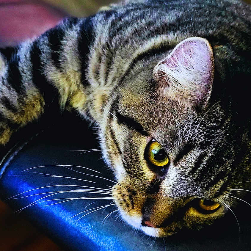 Hachi Moto joined the competition — help win amazing prizes! abyssinian, animal, architecture, armchair, building, cat, chair, couch, cushion, egyptiancat, furniture, homedecor, indoors, kitten, livingroom, manx, person, pet, room, sleeping