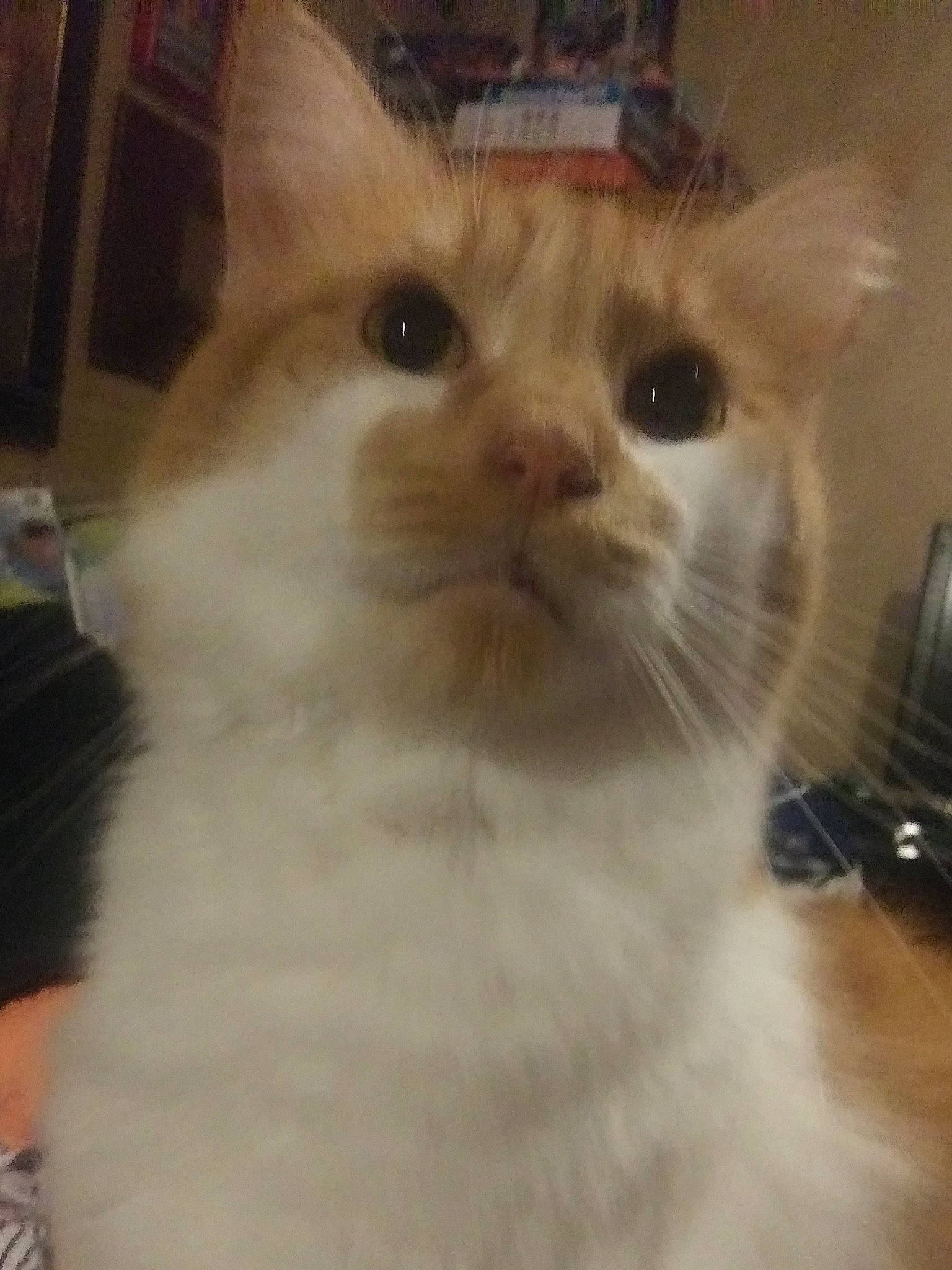 Chubs joined the competition — help win amazing prizes! aegean_cat, asian, carnivore, cat, colorpoint_shorthair, domestic_long_haired_cat, ear, eye, fawn, felidae, javanese, kitten, mammal, polydactyl_cat, ragdoll, small_to_medium_sized_cats, snout, turkish_van, vertebrate, whiskers