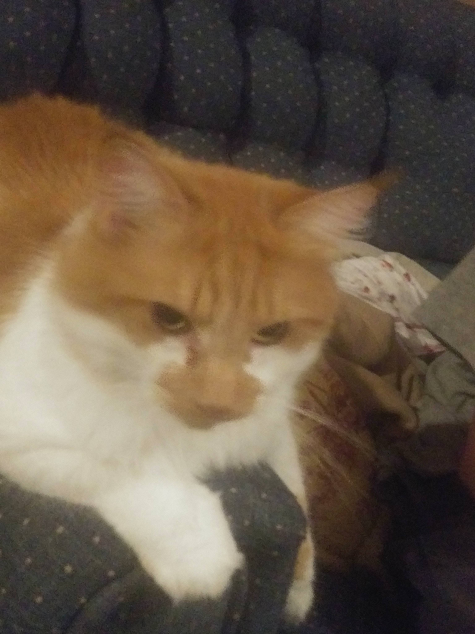 Chubs joined the competition — help win amazing prizes! aegean_cat, carnivore, cat, cymric, domestic_short_haired_cat, european_shorthair, fawn, felidae, fur, german_rex, kitten, mammal, nose, ojos_azules, persian, polydactyl_cat, small_to_medium_sized_cats, snout, tail, whiskers