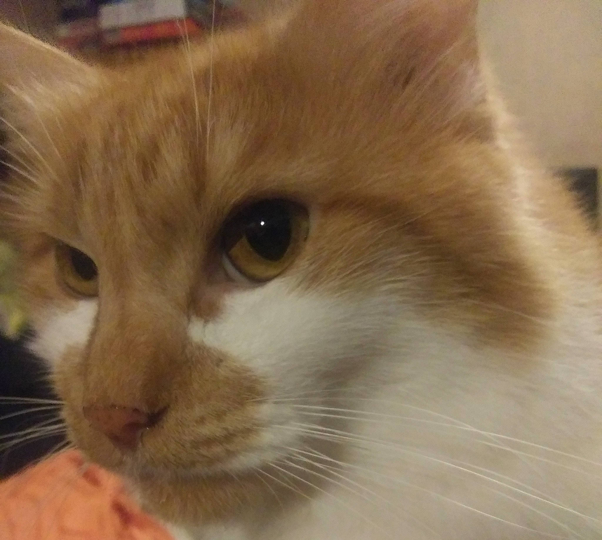 Chubs joined the competition — help win amazing prizes! american_curl, asian, carnivore, cat, close_up, domestic_long_haired_cat, eye, fawn, felidae, fur, iris, kitten, mammal, nose, ragamuffin, ragdoll, skin, small_to_medium_sized_cats, snout, whiskers