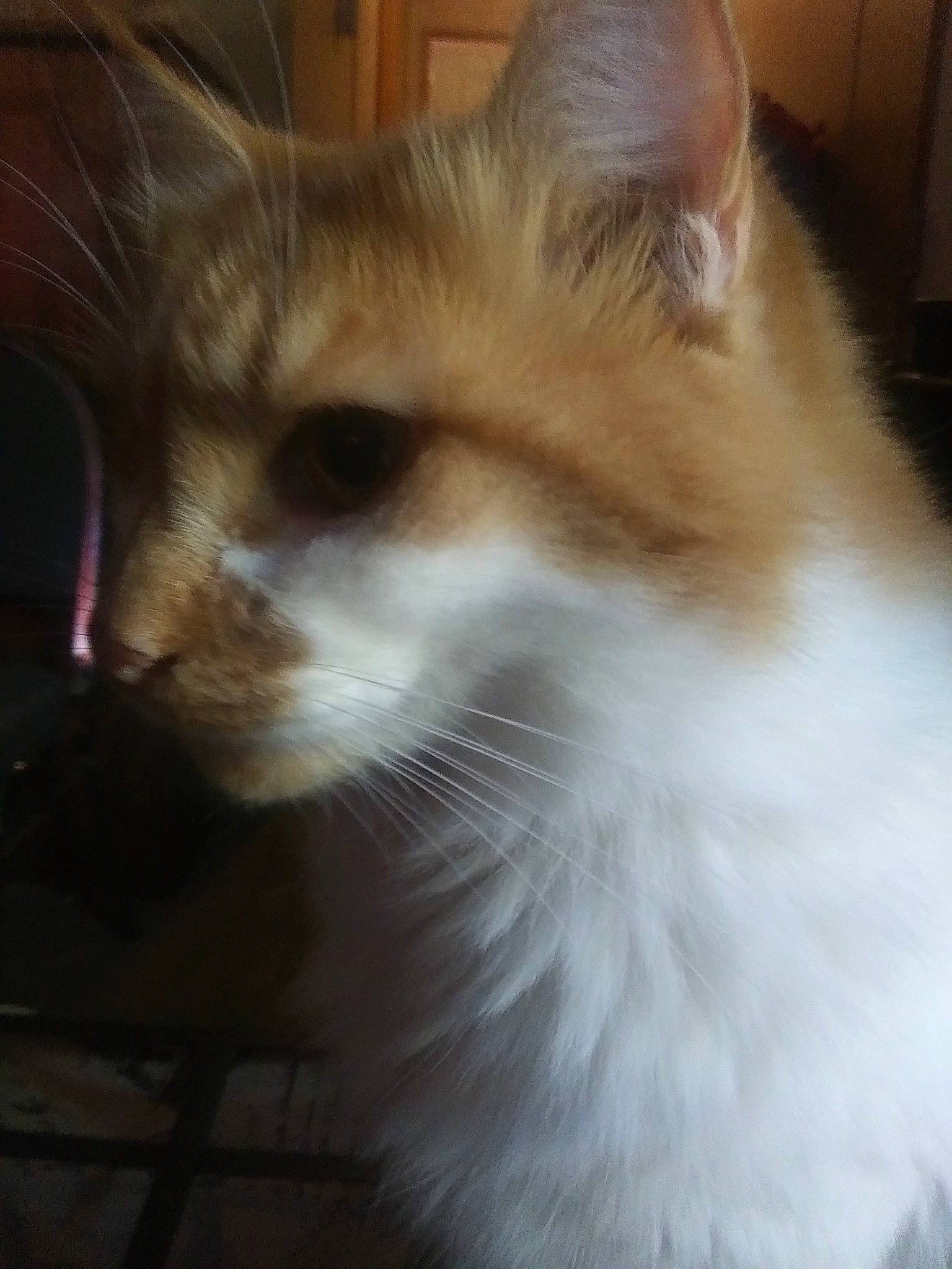 Chubs is registered to the contest to win money with this photo: asian_semi_longhair, carnivore, cat, close_up, domestic_long_haired_cat, eye, felidae, fur, kitten, mammal, norwegian_forest_cat, nose, ojos_azules, ragamuffin, ragdoll, small_to_medium_sized_cats, snout, turkish_angora, turkish_van, whiskers