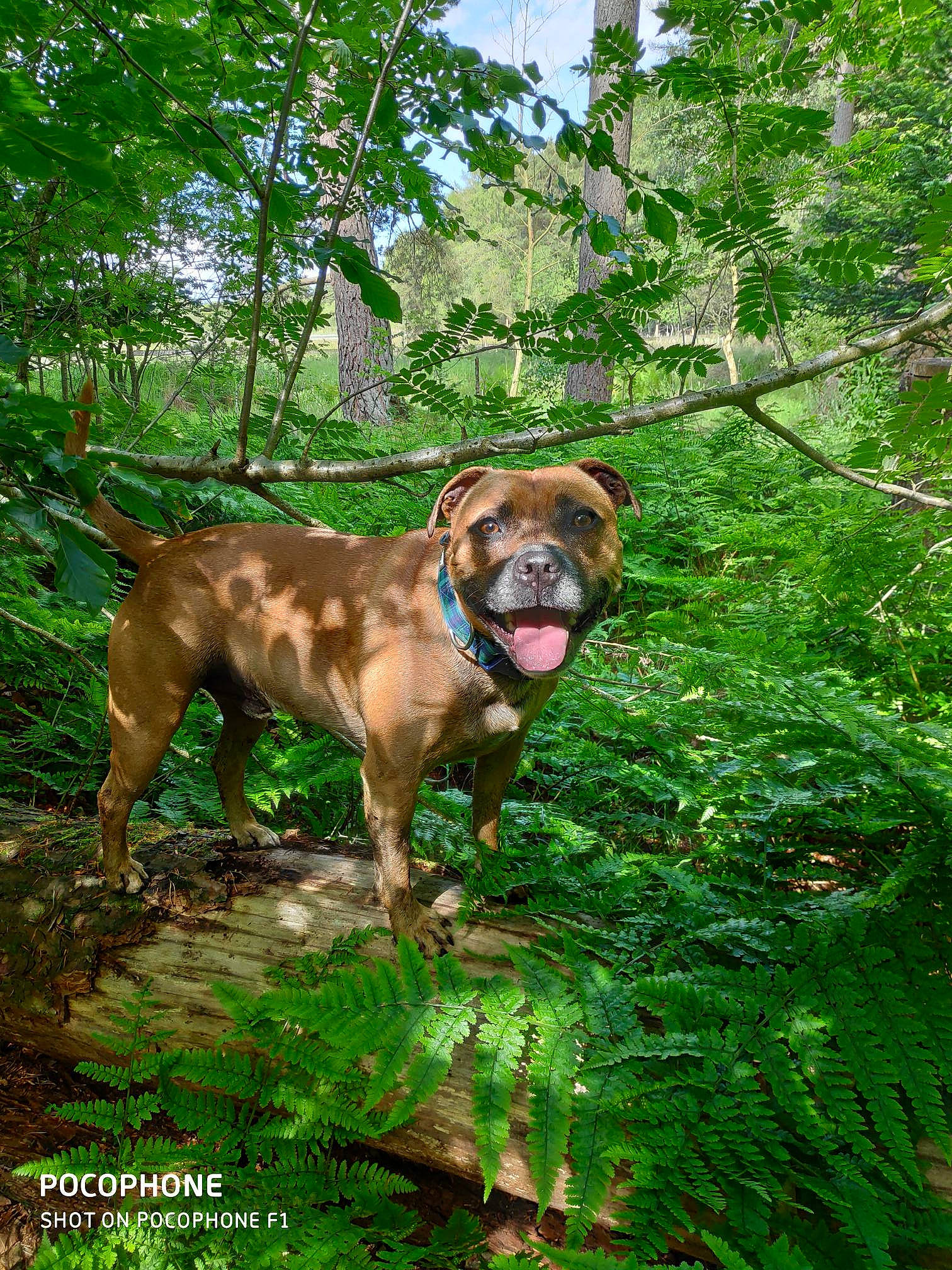 Ollie is registered to the contest to win money with this photo: canidae, carnivore, collar, companion_dog, dog, dog_breed, dog_collar, fawn, grass, gun_dog, hound, liver, plant, sky, snout, sporting_group, tail, terrestrial_plant, tree, working_animal