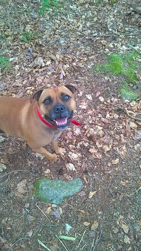 Ollie joined the competition — help win amazing prizes! annual_plant, canidae, carnivore, collar, companion_dog, dog, dog_breed, dog_collar, dog_supply, fawn, grass, groundcover, non_sporting_group, plant, puppy, soil, sporting_group, working_animal, working_dog, wrinkle