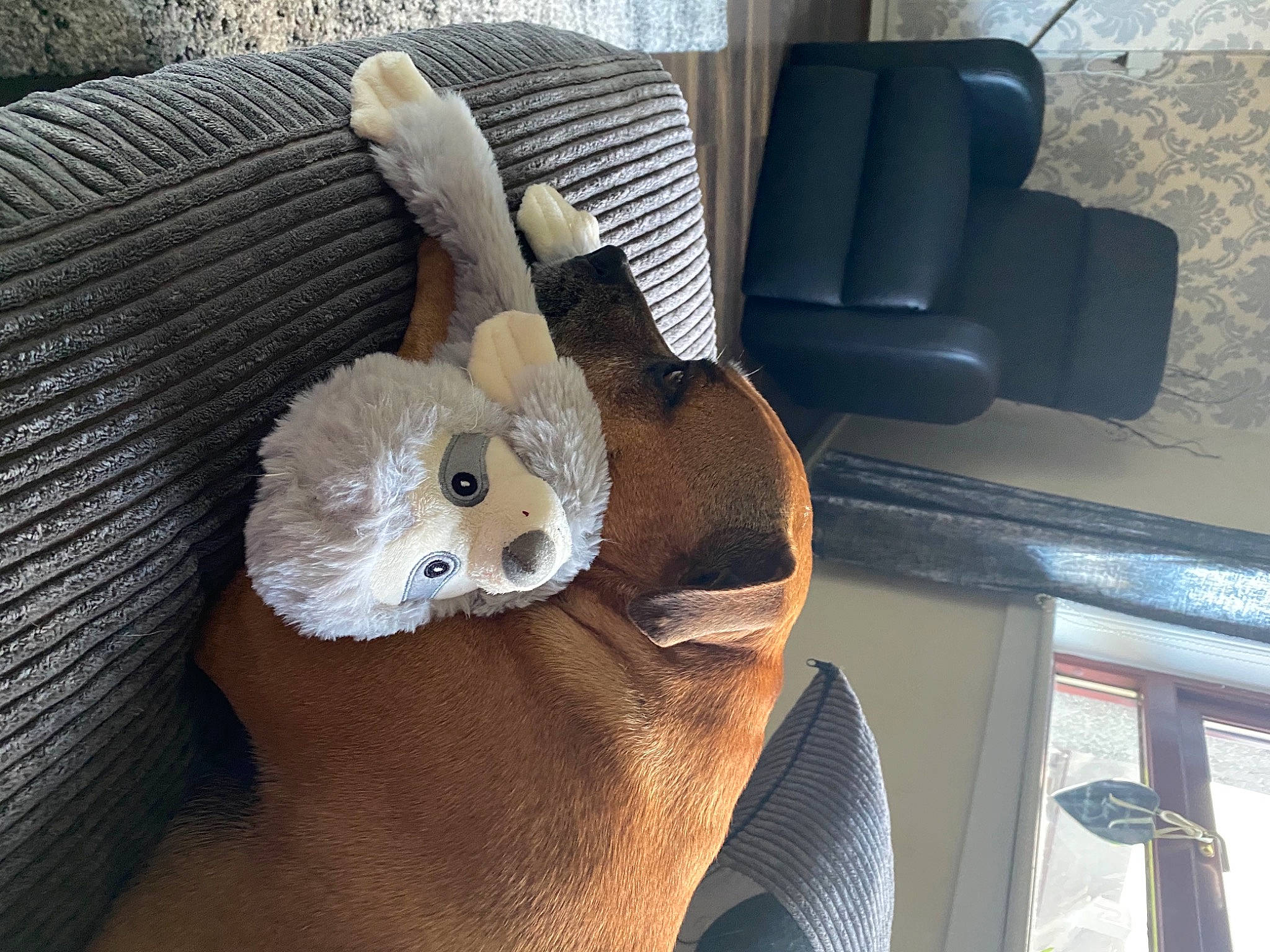 Ollie is registered to the contest to win money with this photo: art, auto_part, bed, car, car_seat, car_seat_cover, chair, comfort, fawn, felidae, fur, plush, stuffed_toy, tail, toy, vehicle, vehicle_door, window, wood, wool