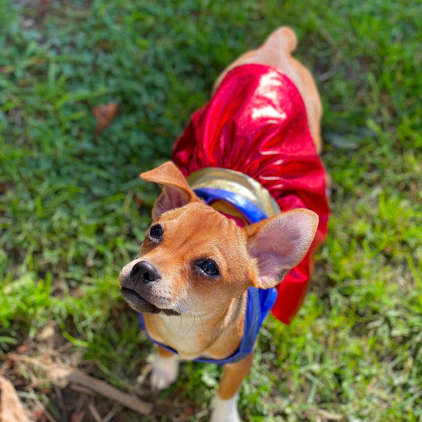 Praline a rejoint le concours — aidez-le/la à gagner de superbes lots ! accessories, animal, canine, chihuahua, clothing, coat, dog, face, grass, head, lawn, leash, person, pet, photography, plant, portrait, puppy, strap, vegetation