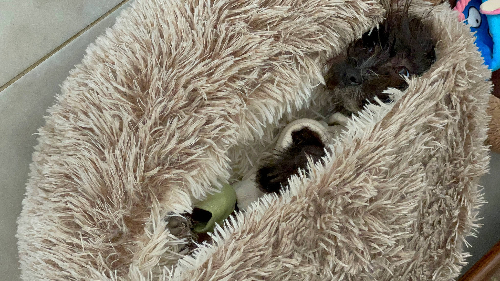 Tesla a rejoint le concours — aidez-le/la à gagner de superbes lots ! fur, mammal, natural_material, pattern, snout, terrestrial_animal, vertebrate, wildlife, working_animal