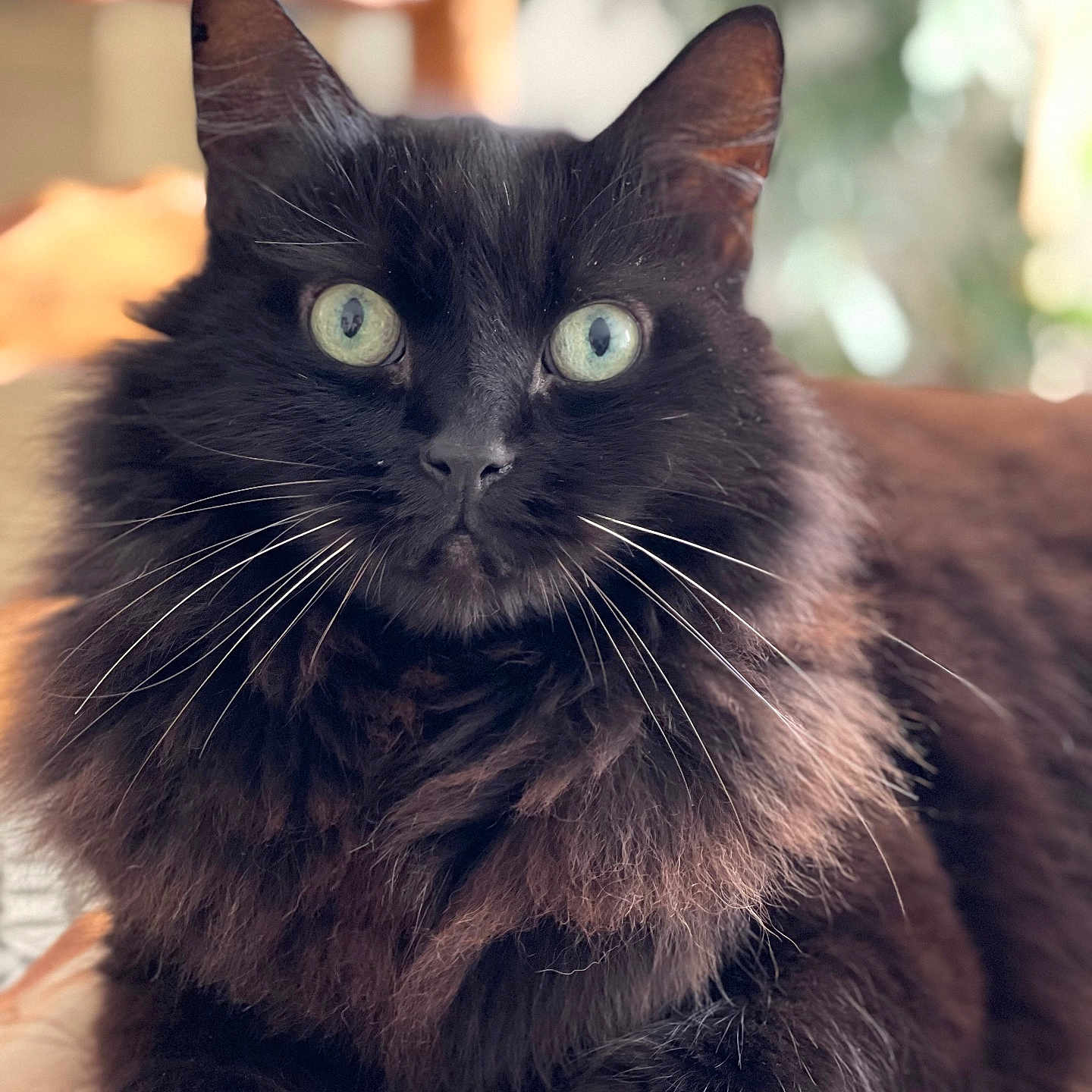 Réglisse a rejoint le concours — aidez-le/la à gagner de superbes lots ! abyssinian, angora, animal, blackcat, cat, kitten, manx, pet