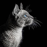 Nougat participe au concours pour gagner de l'argent avec cette photo : cat, grey_cat, blue_eyes, profile, whiskers, fur, animal, pet, closeup, portrait, black_background, side_view, mammal, cute, feline, domestic_cat, alert, looking, studio_shot, sharp_detail