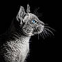 cat, grey_cat, blue_eyes, profile, whiskers, fur, animal, pet, closeup, portrait, black_background, side_view, mammal, cute, feline, domestic_cat, alert, looking, studio_shot, sharp_detail
