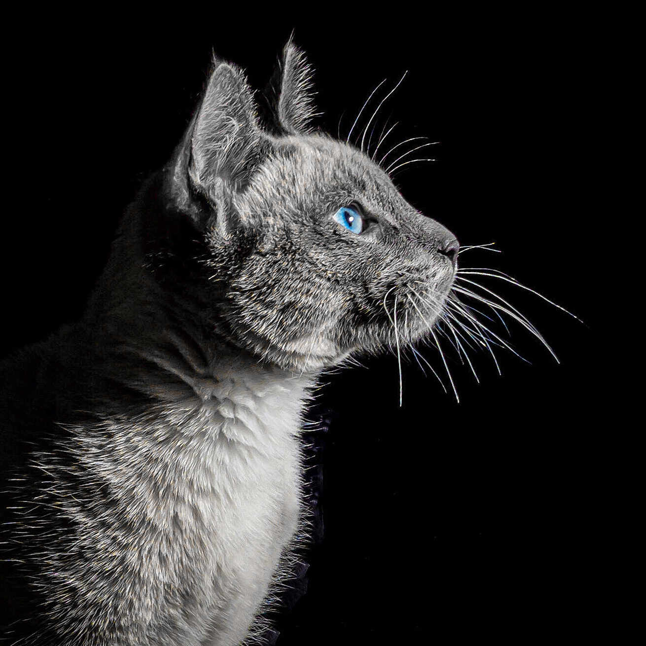 Nougat participe au concours pour gagner de l'argent avec cette photo : alert, animal, black_background, blue_eyes, cat, closeup, cute, domestic_cat, feline, fur, grey_cat, looking, mammal, pet, portrait, profile, sharp_detail, side_view, studio_shot, whiskers