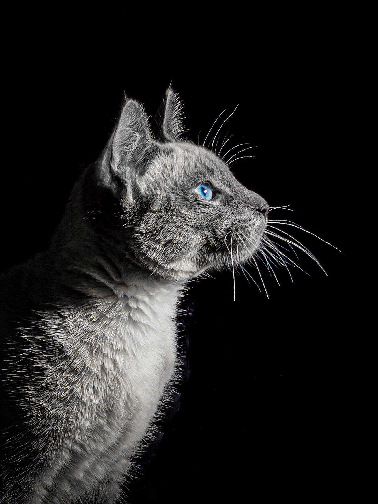 Nougat participe au concours pour gagner de l'argent avec cette photo : cat, grey_cat, blue_eyes, profile, whiskers, fur, animal, pet, closeup, portrait, black_background, side_view, mammal, cute, feline, domestic_cat, alert, looking, studio_shot, sharp_detail