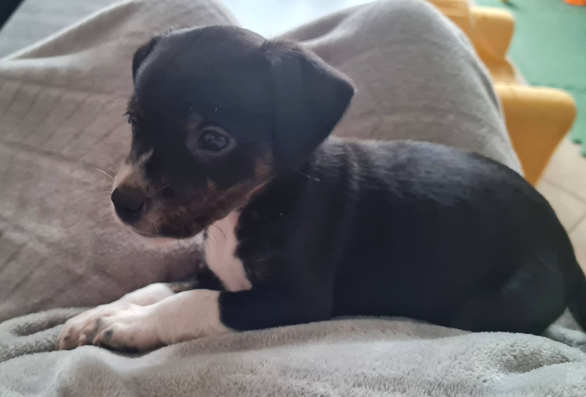 Tina a rejoint le concours — aidez-le/la à gagner de superbes lots ! bored, canidae, carnivore, comfort, companion_dog, dog, dog_breed, fawn, fur, grey, non_sporting_group, sporting_group, terrestrial_animal, toy_dog, whiskers, working_animal