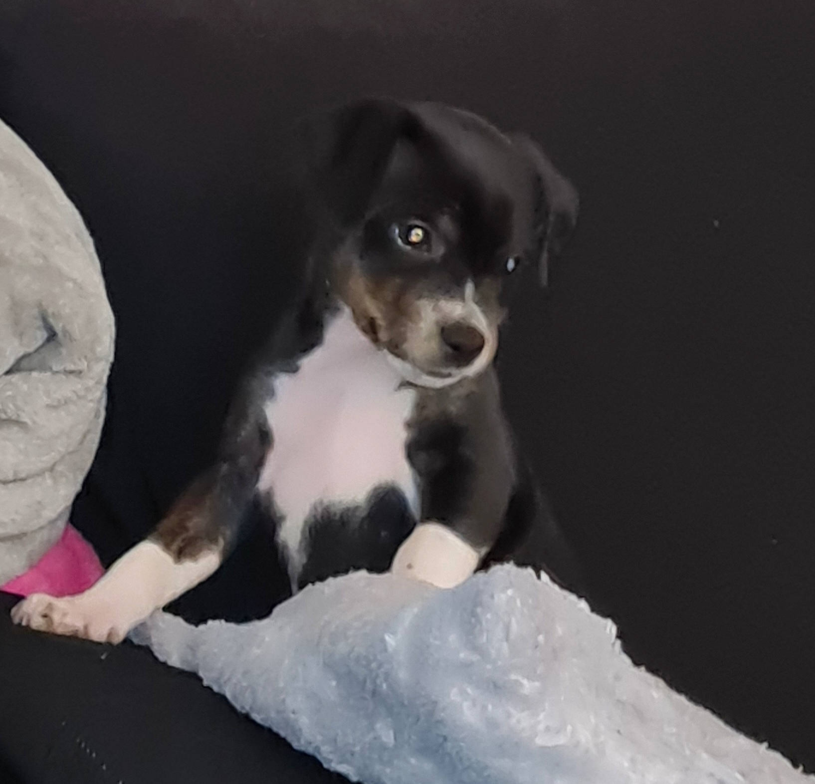 Tina a rejoint le concours — aidez-le/la à gagner de superbes lots ! bored, canidae, carnivore, companion_dog, darkness, dog, dog_breed, fur, grey, monochrome_photography, non_sporting_group, paw, puppy, sporting_group, street_dog, terrestrial_animal, terrier, toy_dog, whiskers, working_animal