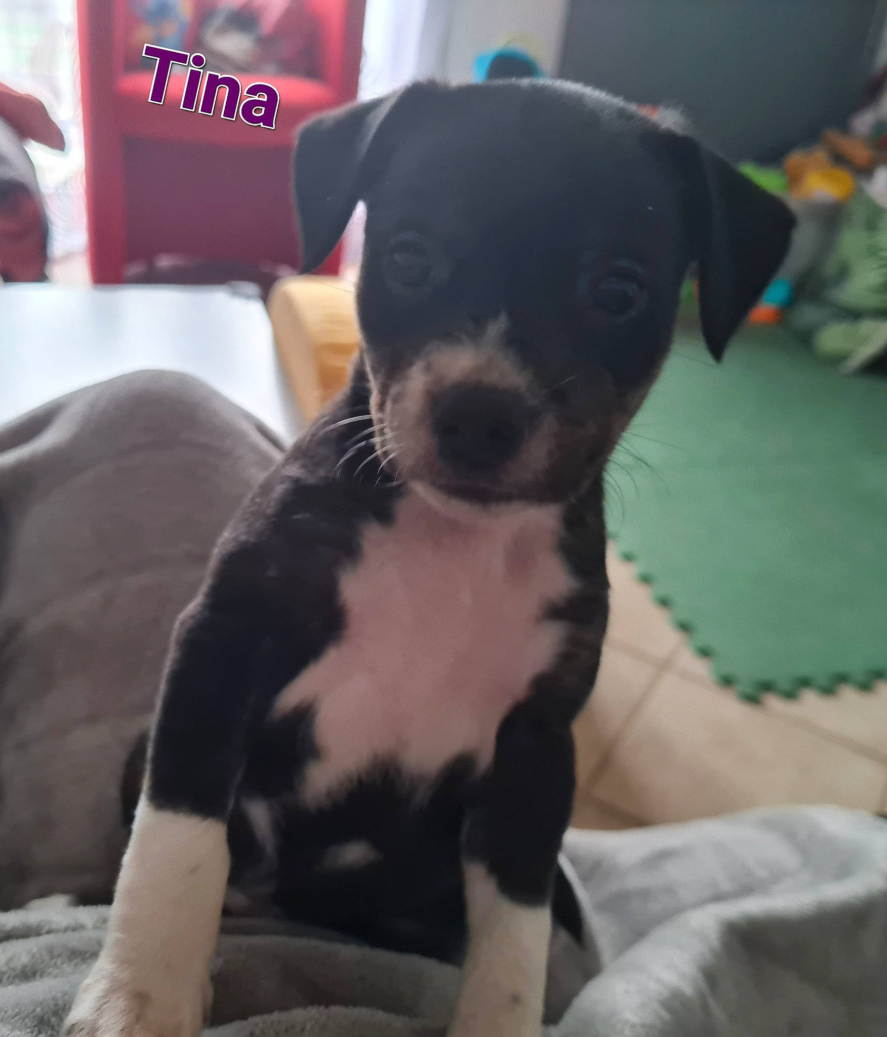 Tina participe au concours pour gagner de l'argent avec cette photo : boston_terrier, canidae, carnivore, comfort, companion_dog, couch, dog, dog_breed, fawn, fur, non_sporting_group, paw, puppy, puppy_love, snout, sporting_group, toy_dog, whiskers, working_animal