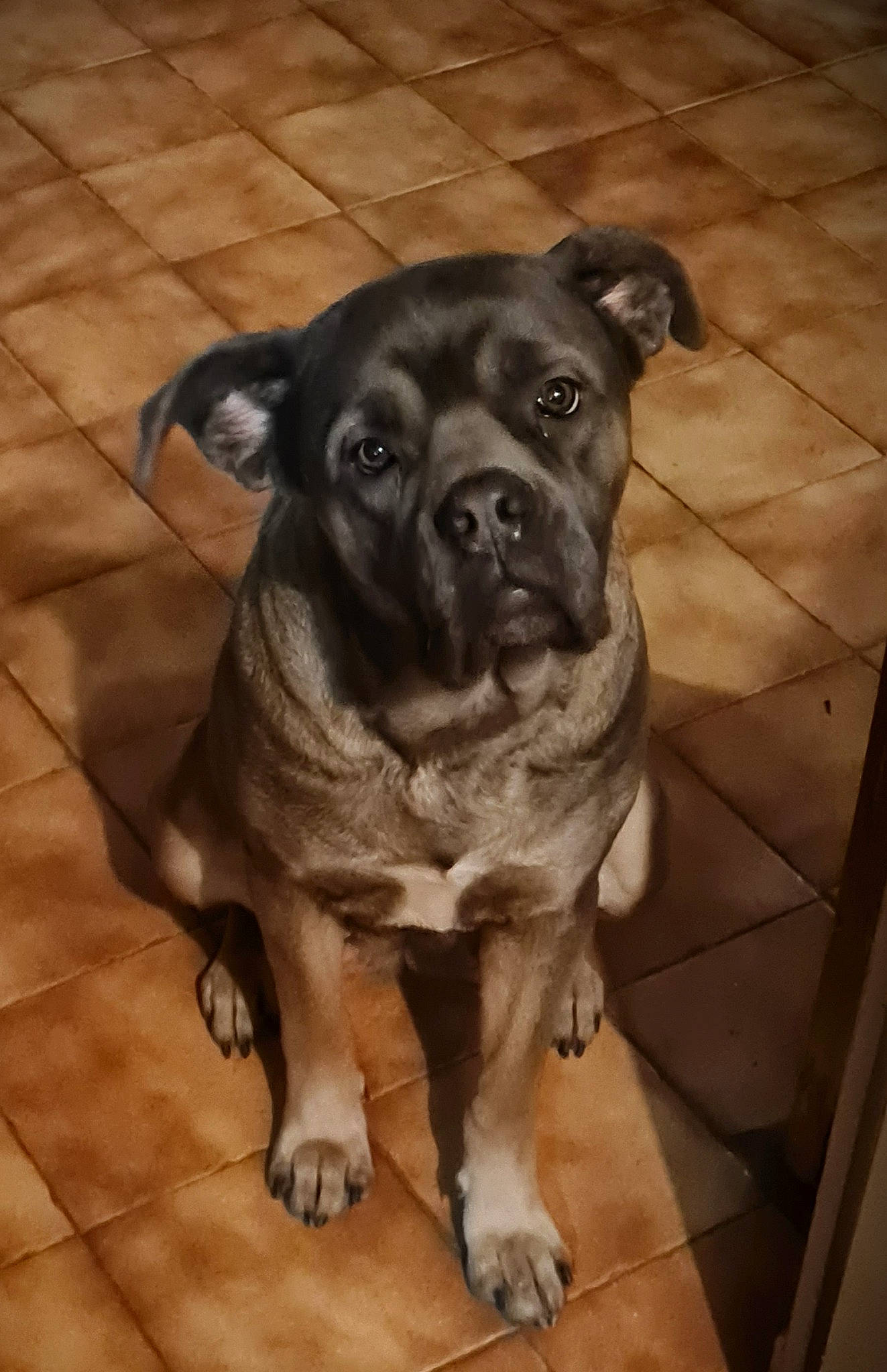 Paillette a rejoint le concours — aidez-le/la à gagner de superbes lots ! canidae, carnivore, companion_dog, dog, dog_breed, fawn, flooring, fur, guard_dog, molosser, non_sporting_group, pug, snout, sporting_group, terrestrial_animal, toy_dog, whiskers, working_animal, working_dog, wrinkle