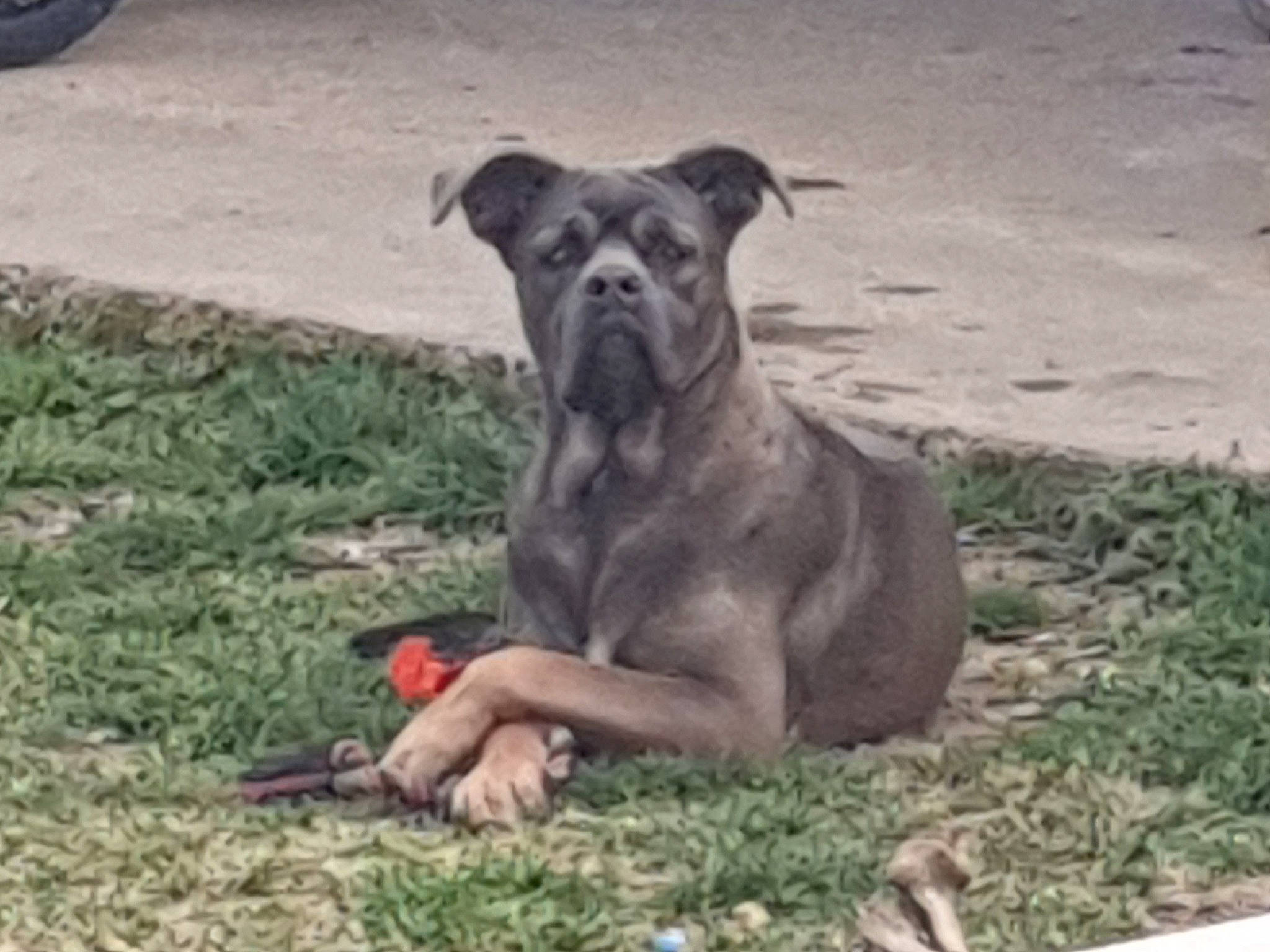 Paillette a rejoint le concours — aidez-le/la à gagner de superbes lots ! ancient_dog_breeds, automotive_tire, carnivore, companion_dog, dog, dog_breed, grass, guard_dog, molosser, non_sporting_group, plant, sporting_group, terrestrial_animal, tire, wheel, working_animal, working_dog, wrinkle