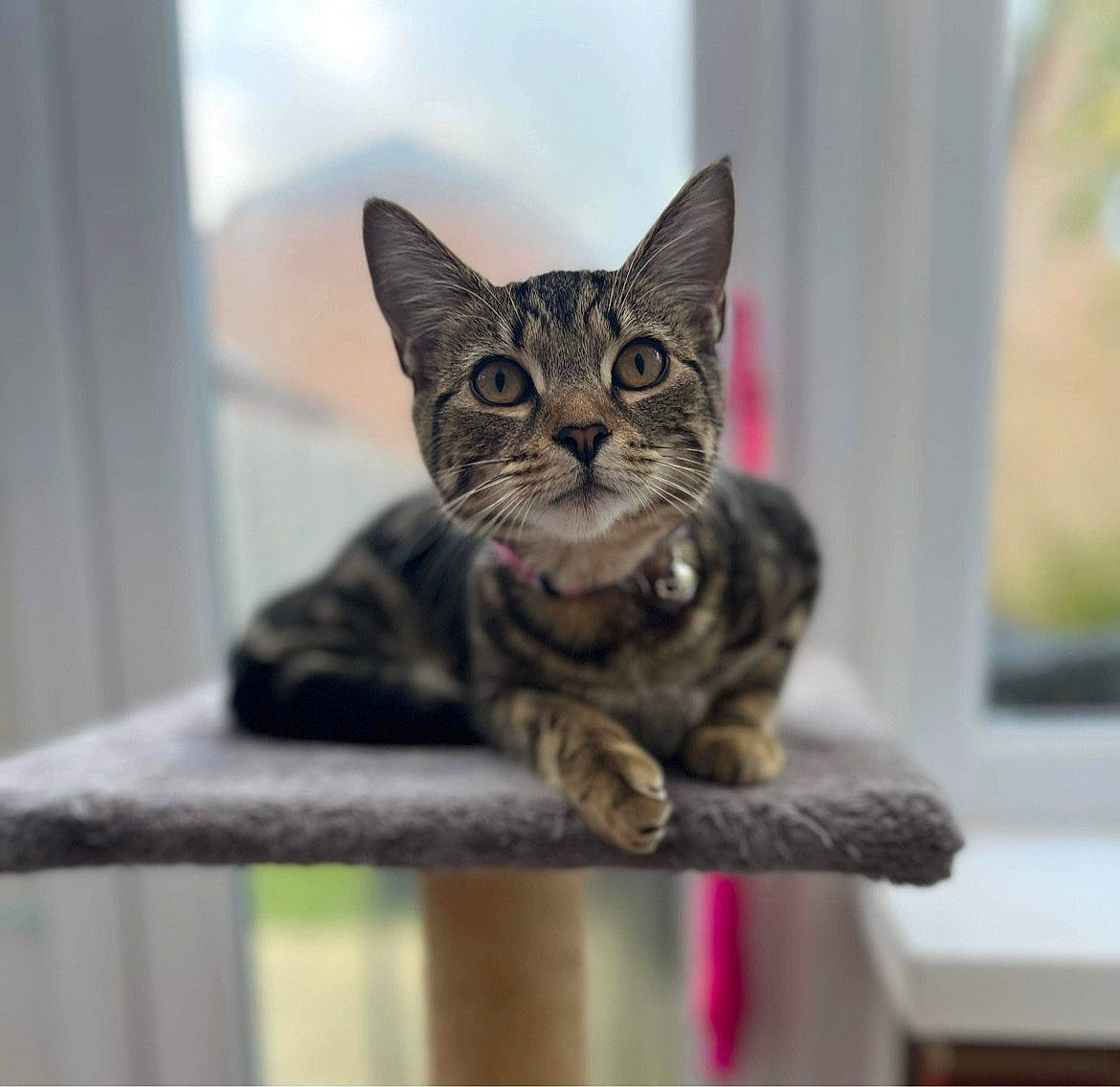 Dsphne joined the competition — help win amazing prizes! carnivore, cat, cat_supply, domestic_short_haired_cat, door, felidae, fur, paw, sitting, small_to_medium_sized_cats, snout, tail, terrestrial_animal, whiskers, wildlife, window, wood