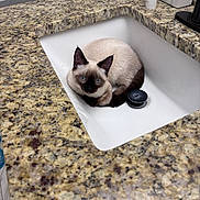 Nova joined the competition — help win amazing prizes! siamese_cat, cat, pet, sink, bathroom, granite_countertop, blue_eyes, curled_up, indoor, household_items, cozy, curious, feline, animal, domestic_cat, resting, close_up, clean, quiet, cute