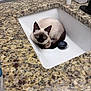 siamese_cat, cat, pet, sink, bathroom, granite_countertop, blue_eyes, curled_up, indoor, household_items, cozy, curious, feline, animal, domestic_cat, resting, close_up, clean, quiet, cute