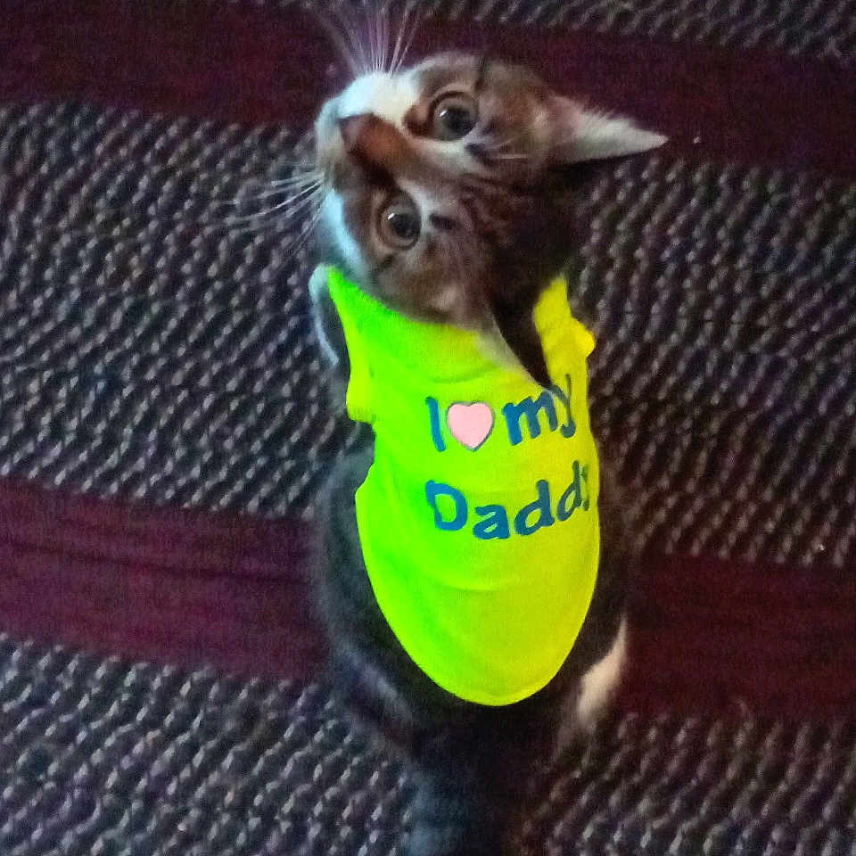 Angel is registered to the contest to win money with this photo: abyssinian, accessories, animal, ball, bandana, cap, cat, clothing, face, head, headband, kitten, person, pet, photography, portrait, sport, strap, tennis, tennisball