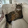 animal, cat, couch, cozy, cute, domestic, ears, fur, furniture, indoor, living_room, mammal, paws, pet, relaxed, resting, striped, tabby, tail, whiskers