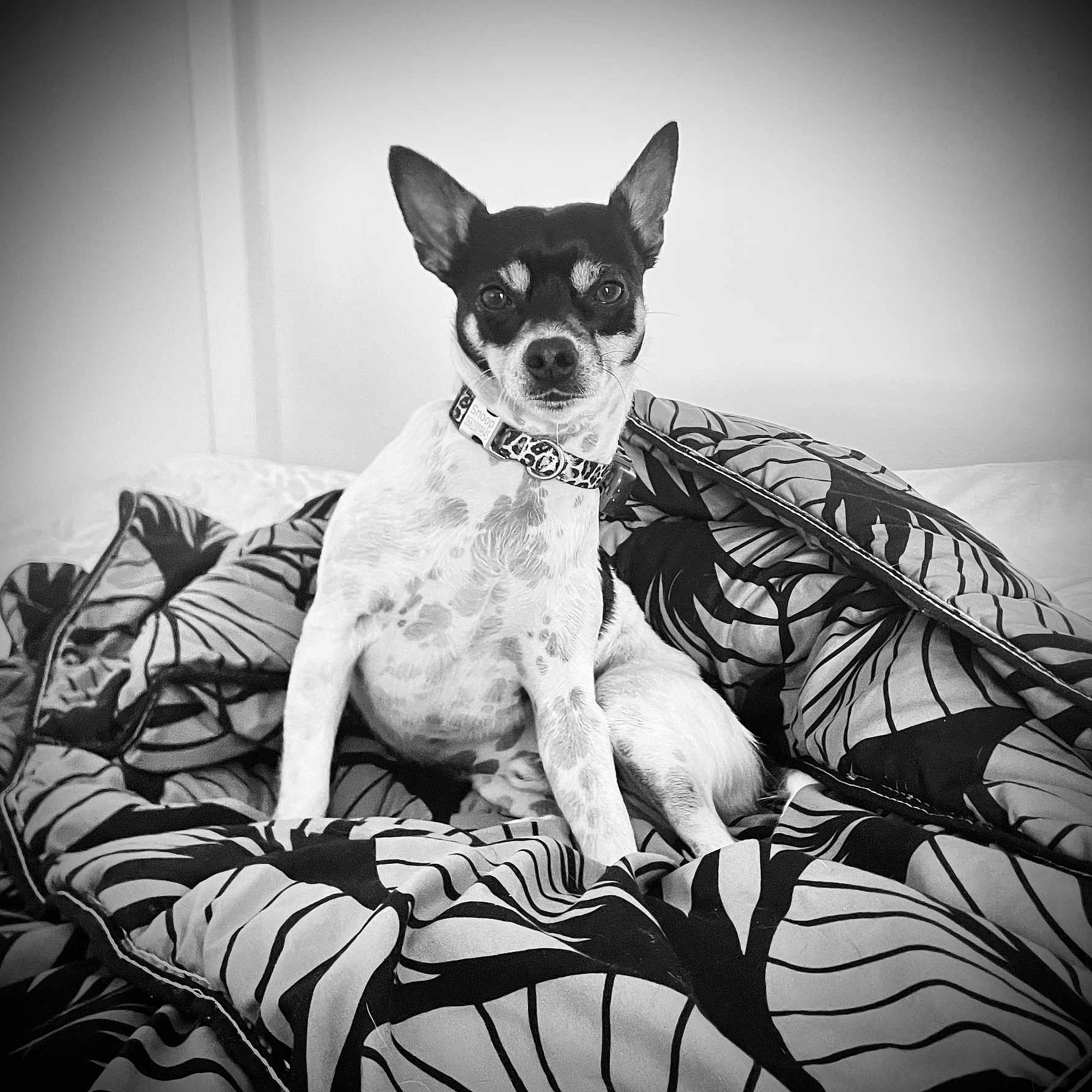Snoop a rejoint le concours — aidez-le/la à gagner de superbes lots ! animal, bed, black_and_white, blanket, canine, collar, comfort, cute, dog, domestic_animal, fur, fur_pattern, indoor, pattern, pet, portrait, relaxation, resting, sitting, small_dog