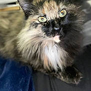 Beans joined the competition — help win amazing prizes! cat, tortoiseshell, feline, pet, fluffy, green_eyes, curious, closeup, indoor, animal, fur, whiskers, relaxed, soft, blanket, resting, cute, domestic, portrait, cozy