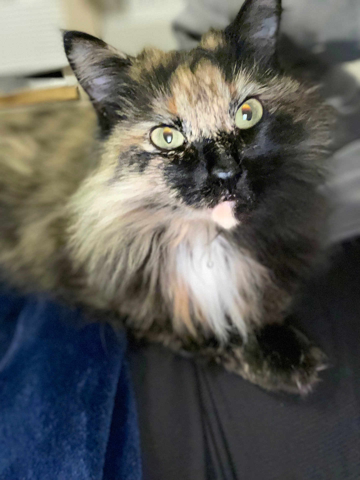 Beans joined the competition — help win amazing prizes! cat, tortoiseshell, feline, pet, fluffy, green_eyes, curious, closeup, indoor, animal, fur, whiskers, relaxed, soft, blanket, resting, cute, domestic, portrait, cozy