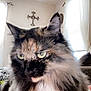 Beans is registered to the contest to win money with this photo: cat, tortoiseshell, fluffy, green_eyes, indoor, blanket, window, curtains, cross, decor, living_room, furniture, pet, animal, closeup, soft_light, cozy, fur, portrait, whiskers