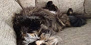 Beans joined the competition — help win amazing prizes! cat, tortoiseshell, fluffy, upside_down, couch, beige, furniture, pet, fur, relaxing, indoor, cozy, looking, green_eyes, whiskers, paw, tail, comfortable, resting, cute