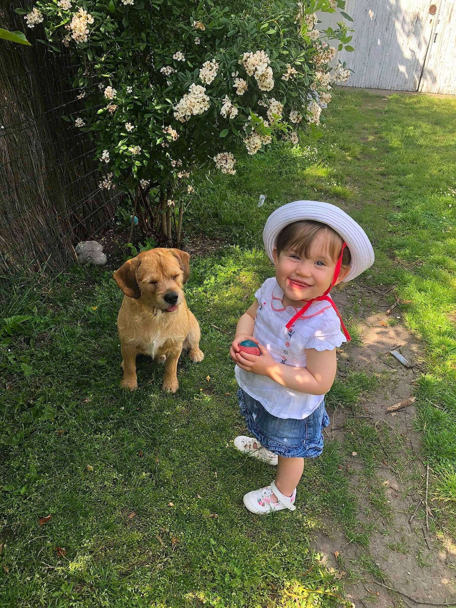 Hozanna a rejoint le concours — aidez-le/la à gagner de superbes lots ! carnivore, companion_dog, dog, dog_breed, fawn, fence, flower, fun, garden, grass, grass_family, hat, joy, lawn, leisure, people_in_nature, person, plant, smile, sun_hat