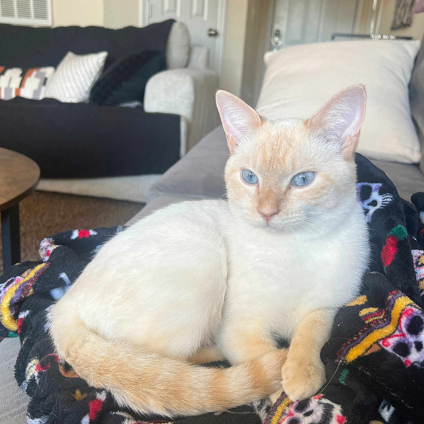Everest joined the competition — help win amazing prizes! animal, architecture, bed, bedroom, blanket, building, cat, couch, cushion, furniture, homedecor, indoors, kitten, linen, livingroom, pet, pillow, quilt, room, siamese